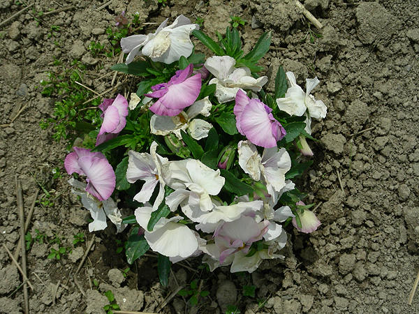 pansy in flower